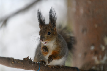 Red eurasian squirrel in winter park