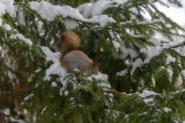 Red eurasian squirrel in winter park