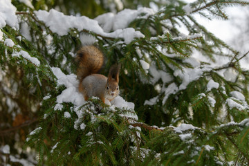 Red eurasian squirrel in winter park