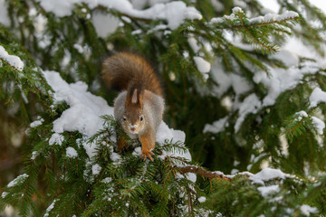 Red eurasian squirrel in winter park