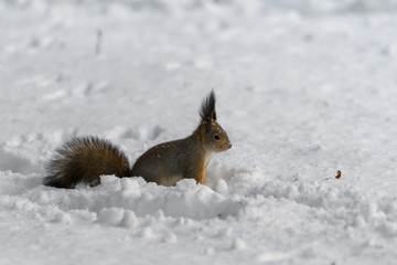 Red eurasian squirrel in winter park