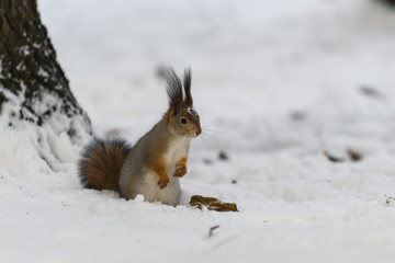 Red eurasian squirrel in winter park