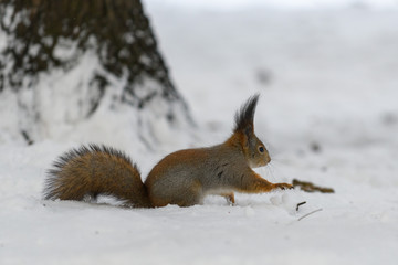 Red eurasian squirrel in winter park