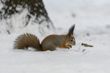 Red eurasian squirrel in winter park