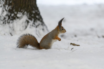Naklejka na ściany i meble Red eurasian squirrel in winter park