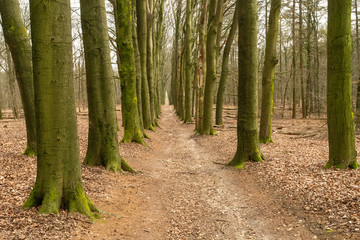 Fototapeta premium Lane with large trees along forest road in national park Velume Zoom near Rozendaal near Arnhem (The Netherlands)