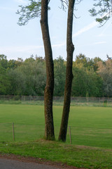 Tree without branches in Loenen