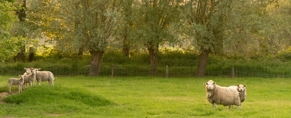 Sheep with lambs in field in Loenen (The Netherlands)