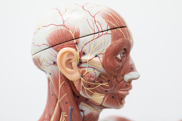 Study of the physiology of the Model and the parts of the human Model in the laboratory.