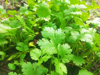 Fototapeta na wymiar parsley in the garden