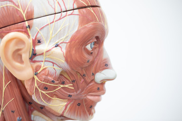 Study of the physiology of the Model and the parts of the human Model in the laboratory.