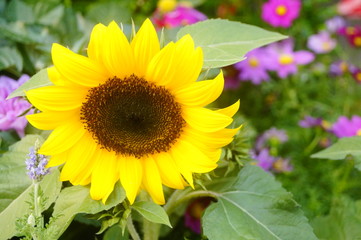 sunflower