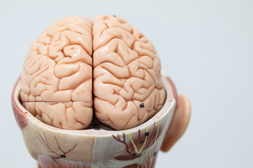 Study of the physiology of the Model and the parts of the human Model in the laboratory.