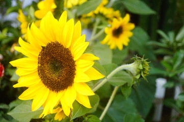 sunflower