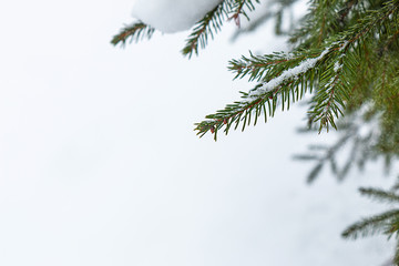 Background with snowy fir branches, close-up, copy space