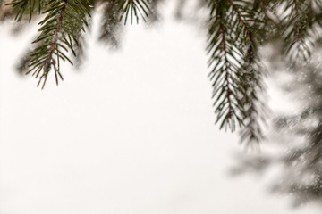 Background toned with fir branches covered with snow, close-up, copy space