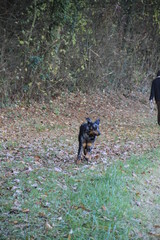 Chiens qui jouent