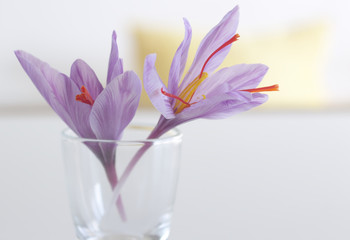 Crocus sativus, commonly known as saffron crocus on a white background. It is among the world's most costly spices by weight. In October, the saffron is usually perfect for harvesting.