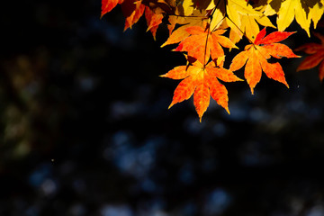 オレンジに紅葉したもみじ
