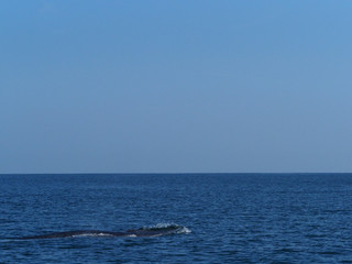 Bryde's whale or bruda whale in the gulf of Thailand
