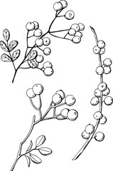  Viburnum branch in black and white color, stock illustration. Suitable for any Christmas cards