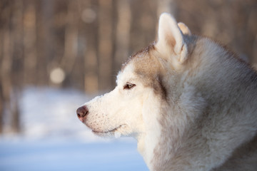 Beautiful and happy Siberian Husky dog sitting on the snow in the winter forest