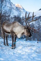 Obraz premium reindeer in its natural environment in scandinavia .Tromso Lapland
