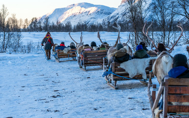 Sami guides with tourists on reindeer sleds