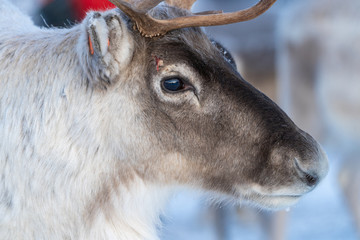 reindeer in its natural environment in scandinavia .Tromso Lapland