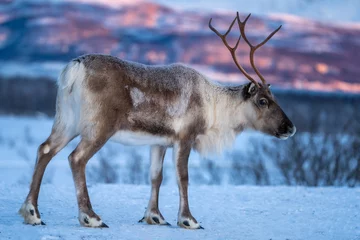 Door stickers Reindeer reindeer in its natural environment in scandinavia .Tromso Lapland