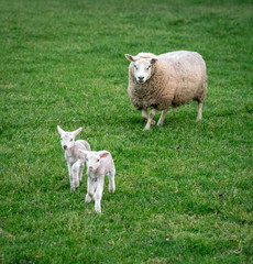 Fototapeta premium Sheep with lambs in field near Loenen (The Netherlands)
