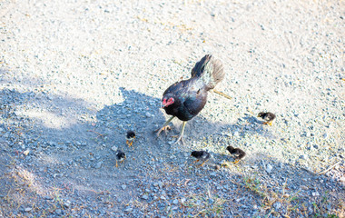Mother hens and children are living naturally.