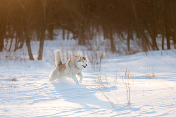 Crazy, happy and funny beige and white dog breed siberian husky with tonque out running on the snow in the winter forest