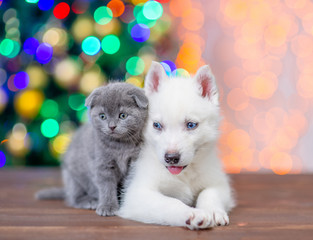 Fototapeta na wymiar White siberian husky lies with baby kitten on a background of the Christmas tree