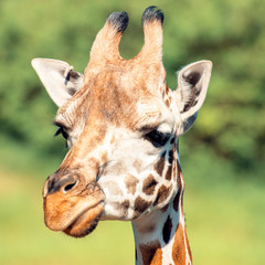 Giraffe outside in nature during the day.