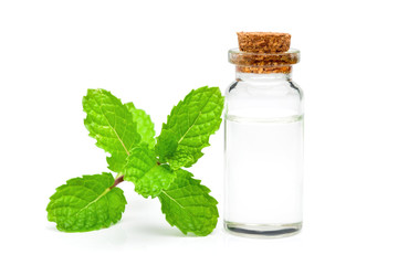 The oil is extracted from the plant in a glass bottle with a lid and Mint leaves on a white background.