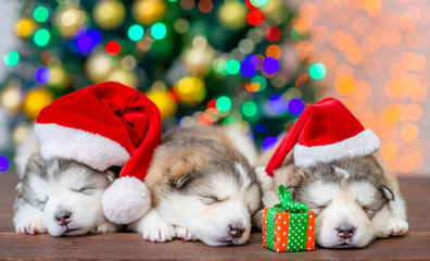 Fototapeta na wymiar Group of a Alaskan malamute puppies wearing a red santa hats sleep with gift box with Christmas tree on background