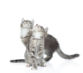 Group of cats look up together. isolated on white background