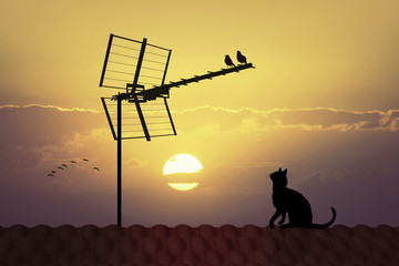 Fototapeta na wymiar birds on TV antenna at sunset