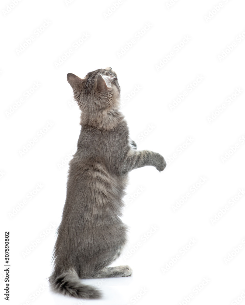 Poster cat sits in back view and looks up. isolated on white background