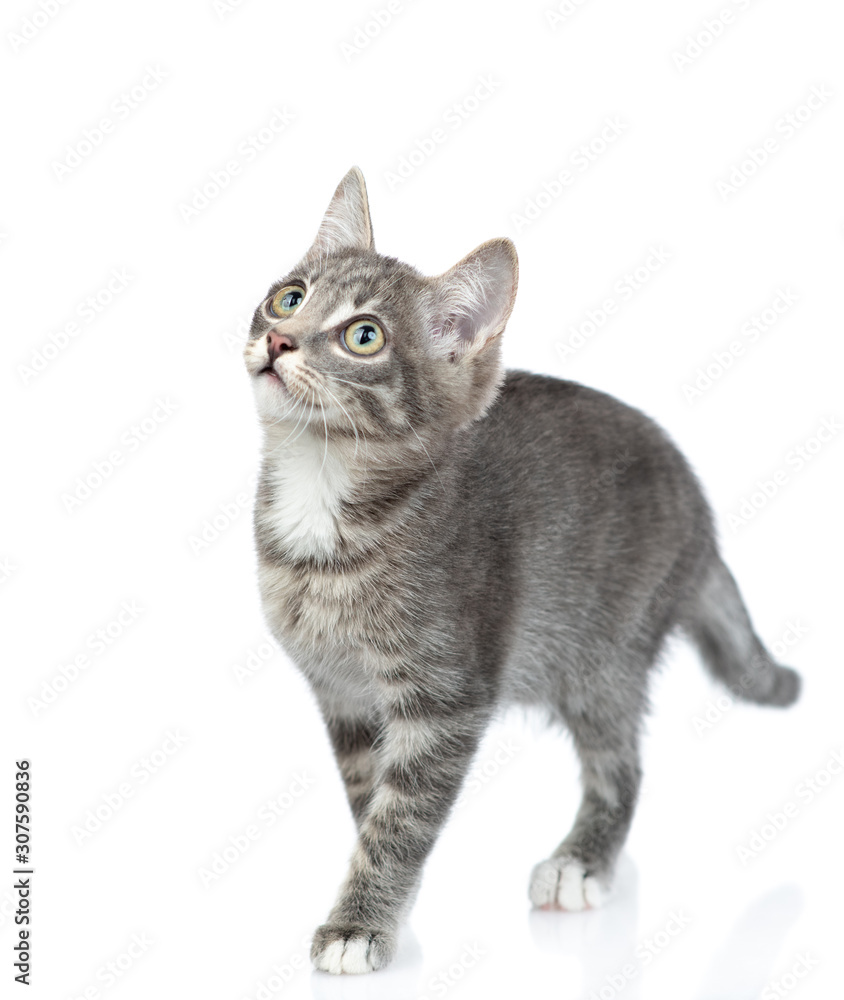 Poster young cat standing in front view and looks away and up. isolated on white background