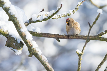 redpoll in the winter on a branch