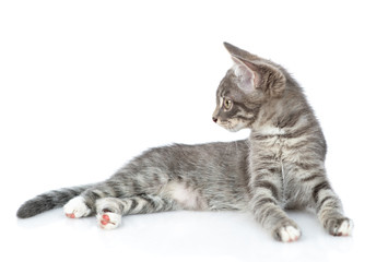 Curious cat lies and looks away on empty space. isolated on white background