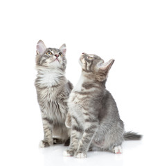 Fototapeta premium Group of cats look up together. isolated on white background