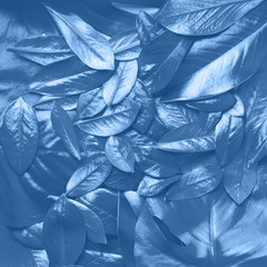 Creative layout made of tropical leaves in monochrome color. Trendy blue and calm color. Flat lay. Top view. Mock up