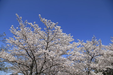 桜並木　満開の桜並木　満開の桜　サクラ風景