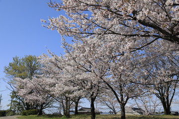 桜並木　満開の桜並木　満開の桜　サクラ風景