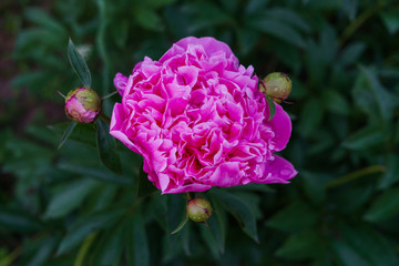 Luxurious bud of pink peony in the midst of green leaves.