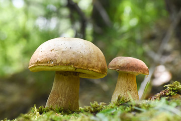 Mushroom boletus In a moss in forest. Gourmet food. Mushroom boletus edulis. Popular white Boletus mushrooms