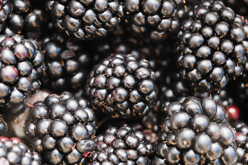 Background from fresh Blackberries, close up. Lot of ripe juicy wild fruit raw berries lying on the table. 